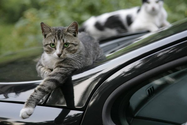 Кот на фоне машины