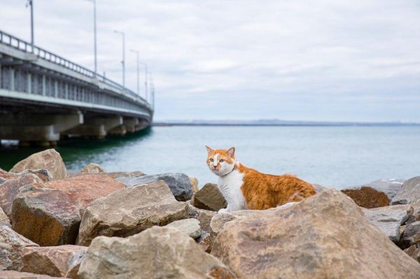 Кот на фоне моста