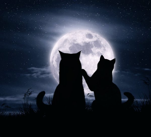 Кот и кошка под луной