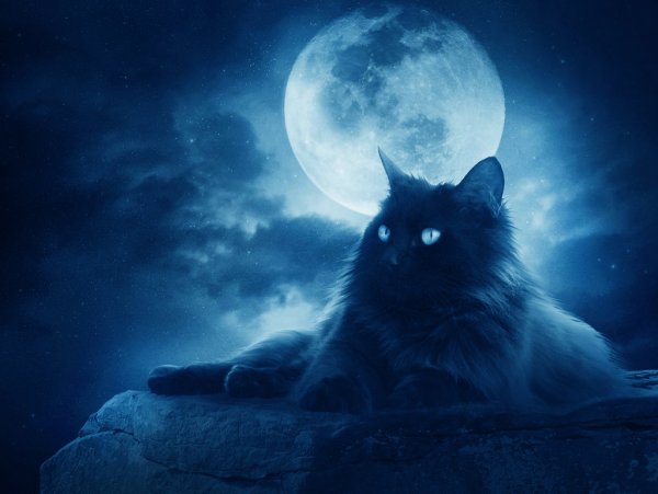 "Лунный кот"