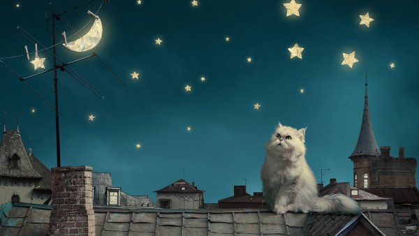 Коты на крыше ночью