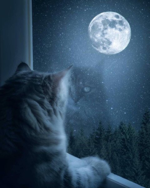 Одинокий кот Луны