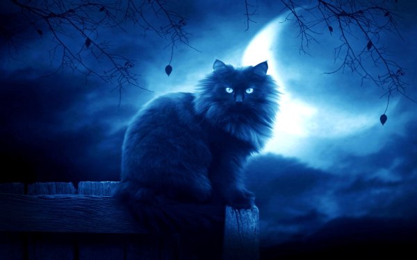 Кот ночью