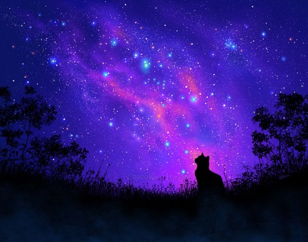 Кот на фоне звезд
