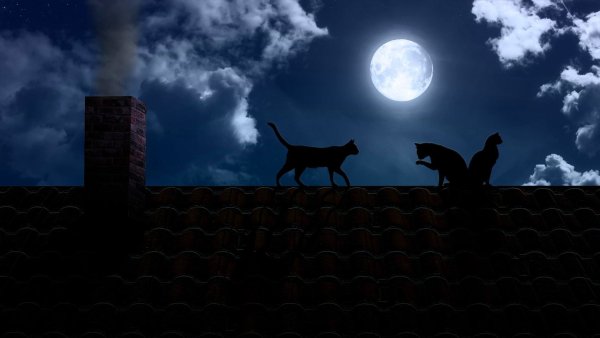 Кот на фоне ночи