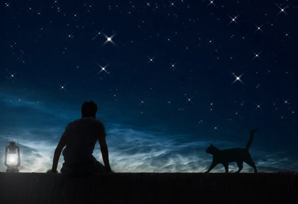 Кот на фоне ночного неба