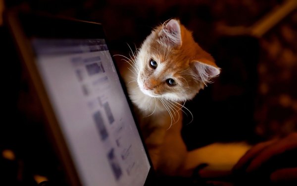 Котенок с компьютером