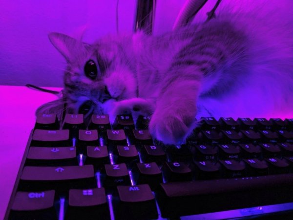 Кот на клаве с подсветкой