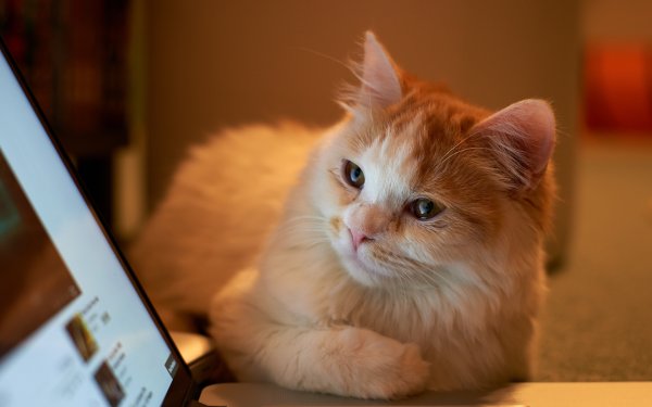 Кот и компьютер