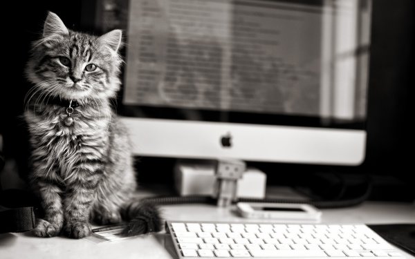 Кот и компьютер
