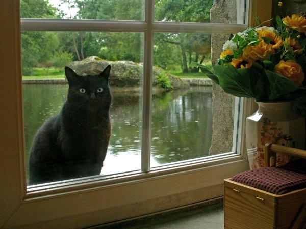 Котик у окна