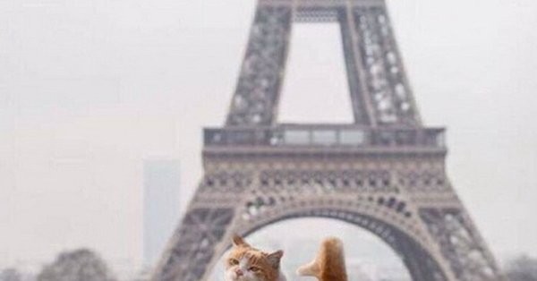 Кот с Эйфелевой башней