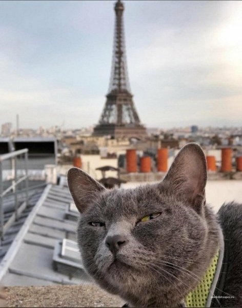 Кошки во Франции