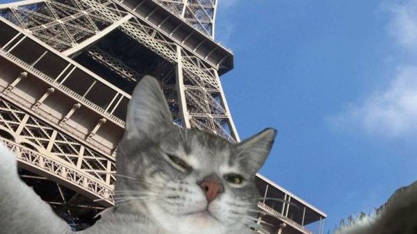Котик в Париже