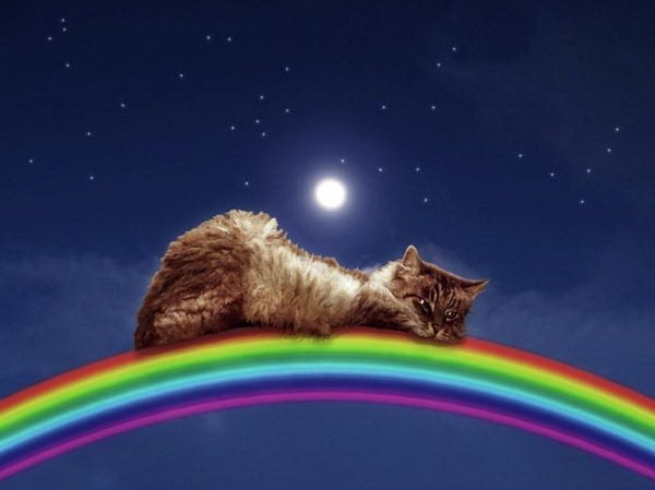 Кот ушел на радугу