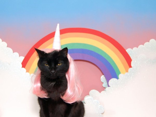Кошка на радуге