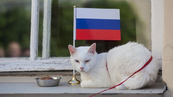 Котенок с флагом