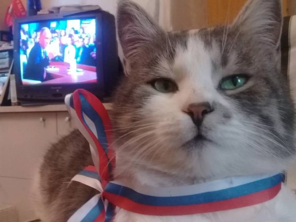 Кошка с российским флагом