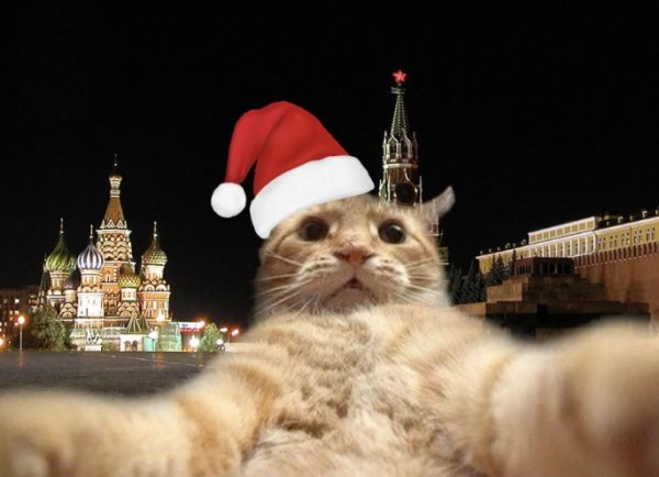 Кот на фоне Кремля