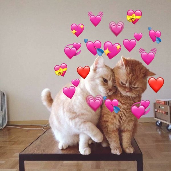 Милые котята с сердечками