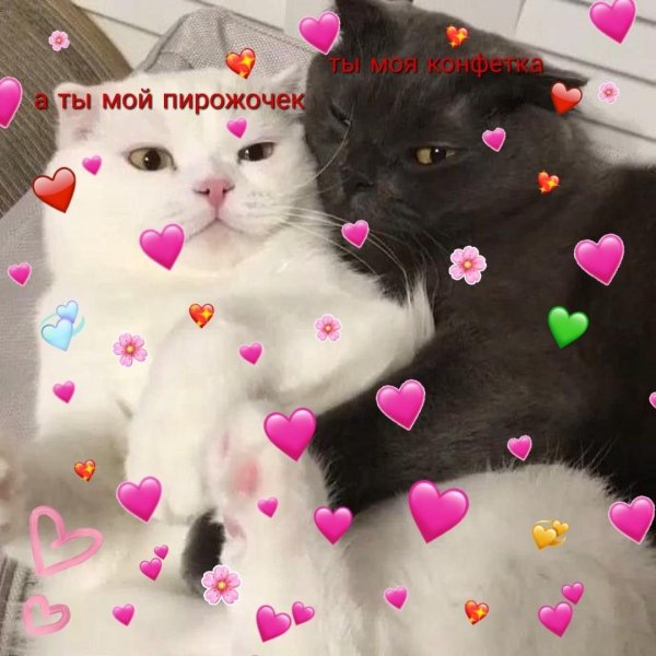 Милые коткики с сердекам