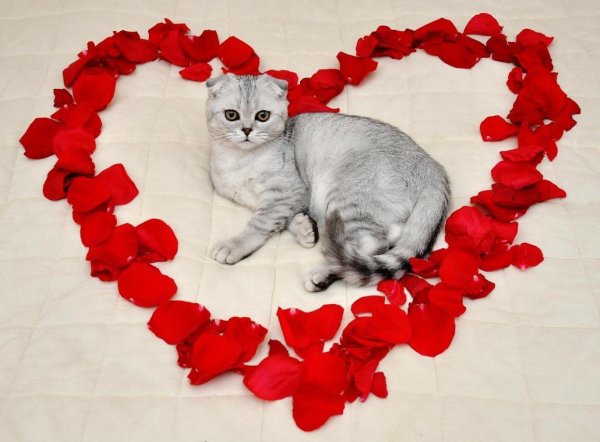 Картинки с котиками и сердечками