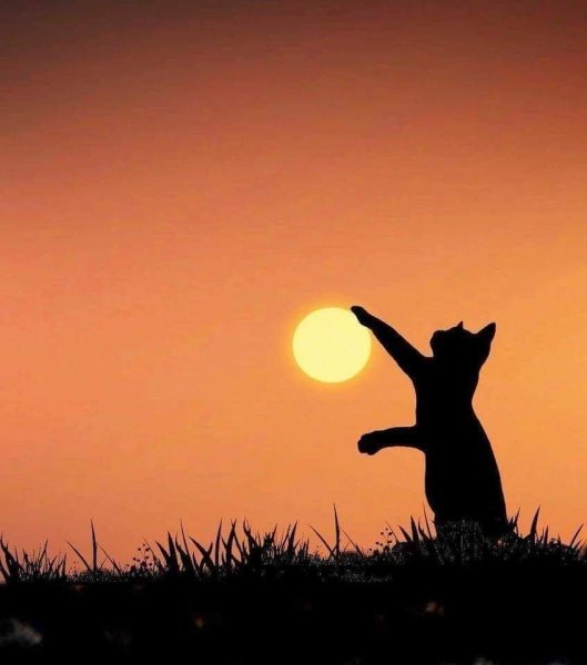 Кот на фоне солнца