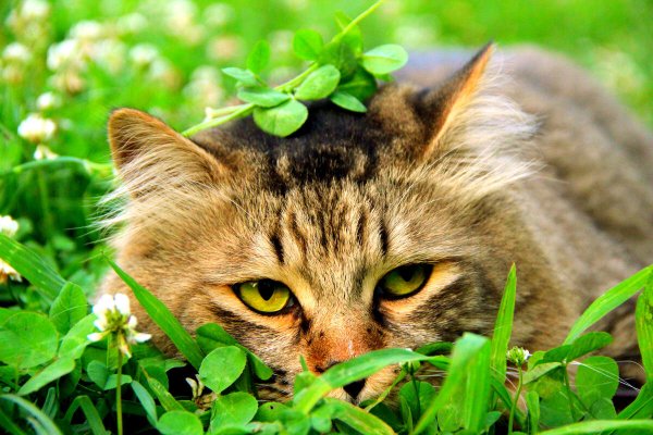 Кот на фоне травы