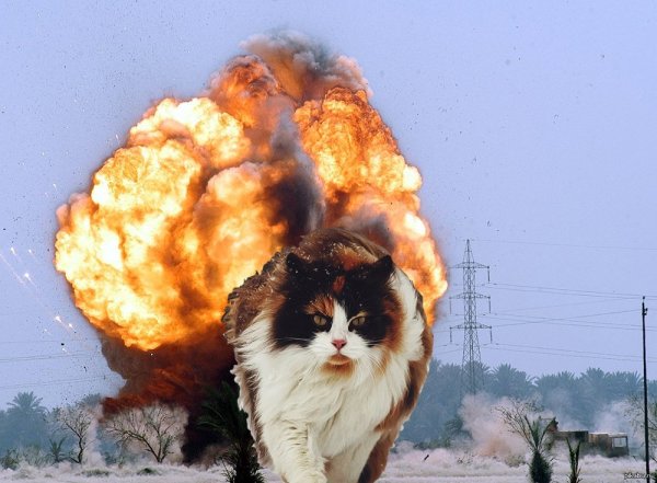 Кошка и взрывы