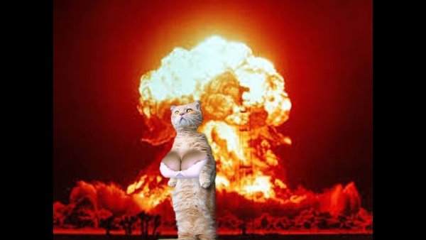Коты на фоне ядерного взрыва