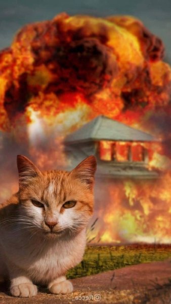 Кот на фоне огня