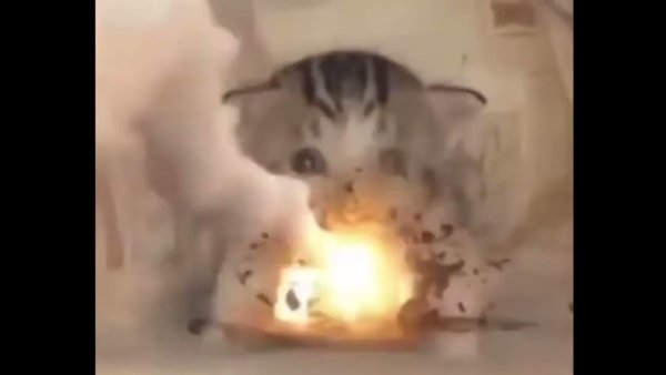 Котик взрыв