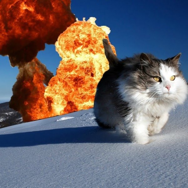 Кот на фоне эпичного взрыва