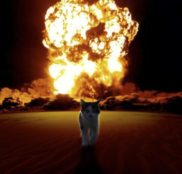 Кот взрыв