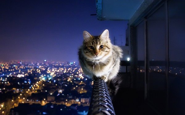 Кот на перилах балкона