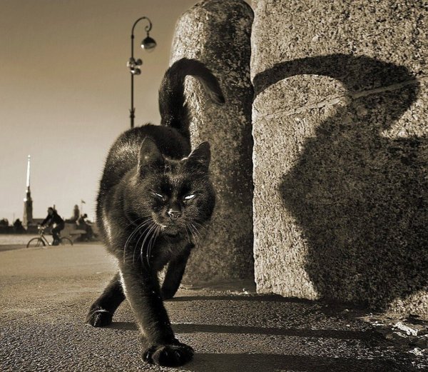 "Чёрный кот и его человек". Фотограф пол Маккейн