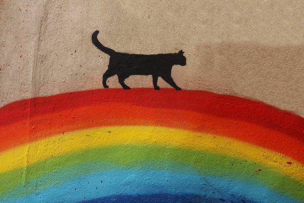 Коты на радуге