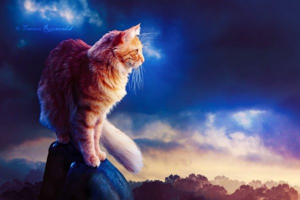 Рыжий кот на фоне неба