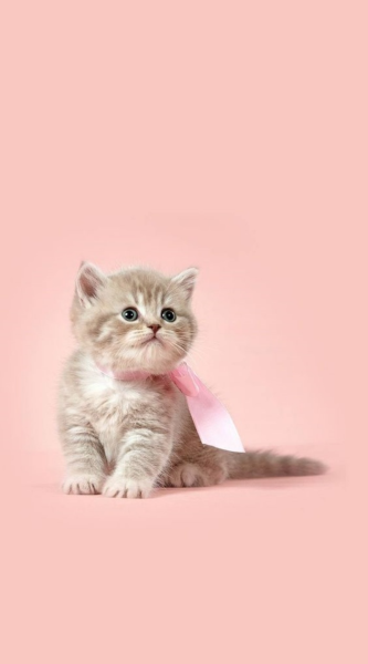 Кот на розовом фоне