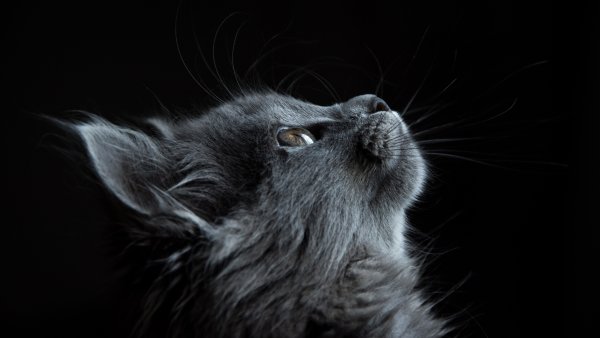 Серый пушистый кот