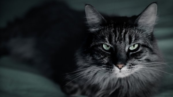 Темно серая кошка