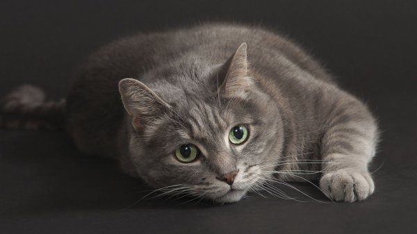 Дымчатый европейская короткошерстная кошка
