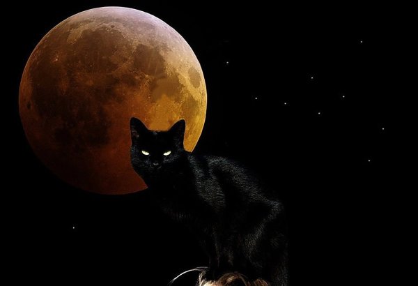 Черная кошка и Луна