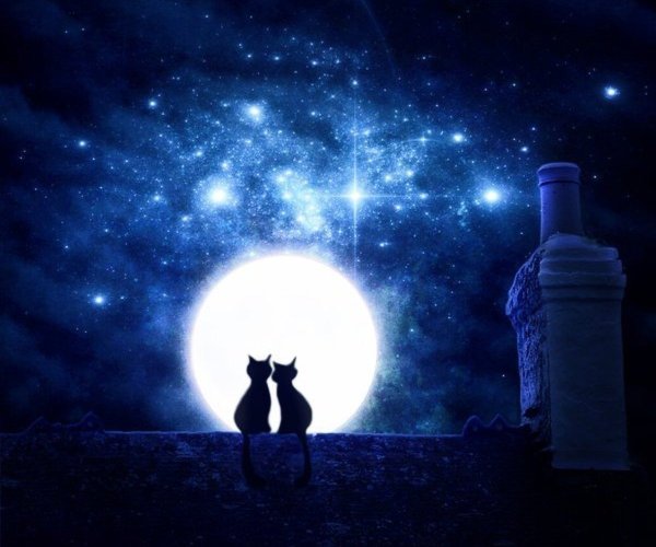 Котики под луной