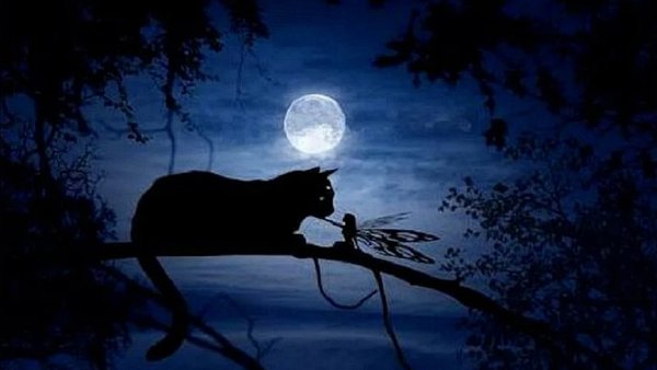 Кот на ветке на фоне луны