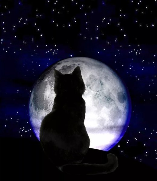 Кот на Луне