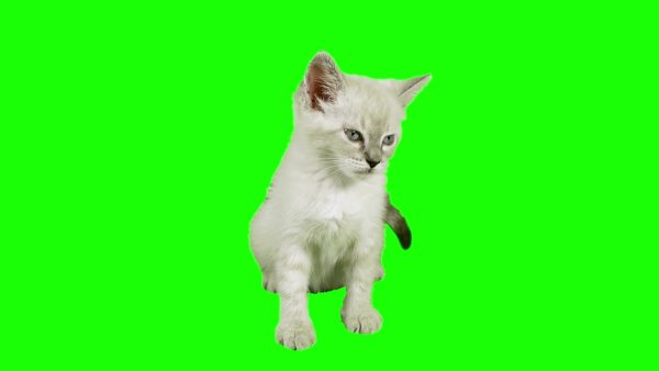 Кот на зеленом фоне