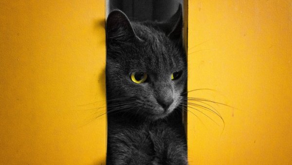 Кошка на желтом фоне