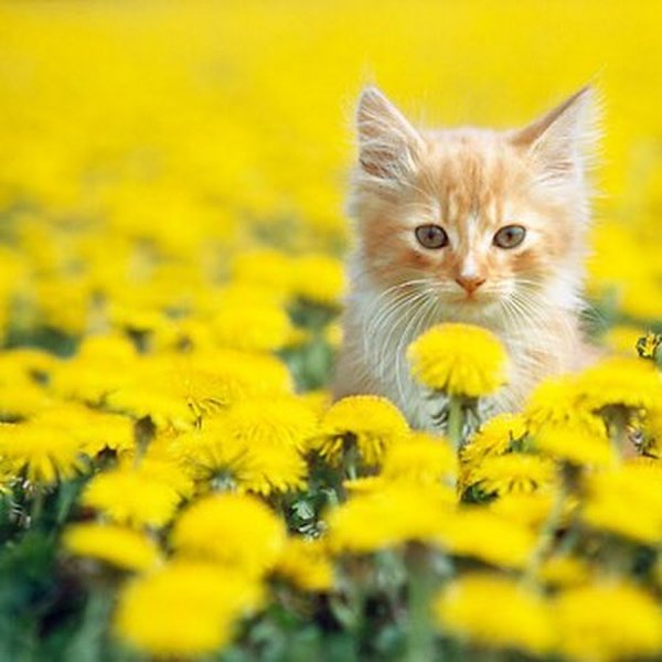 Котенок на желтом фоне