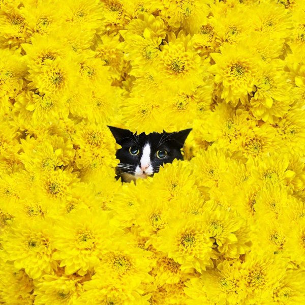 Кот на желтом фоне